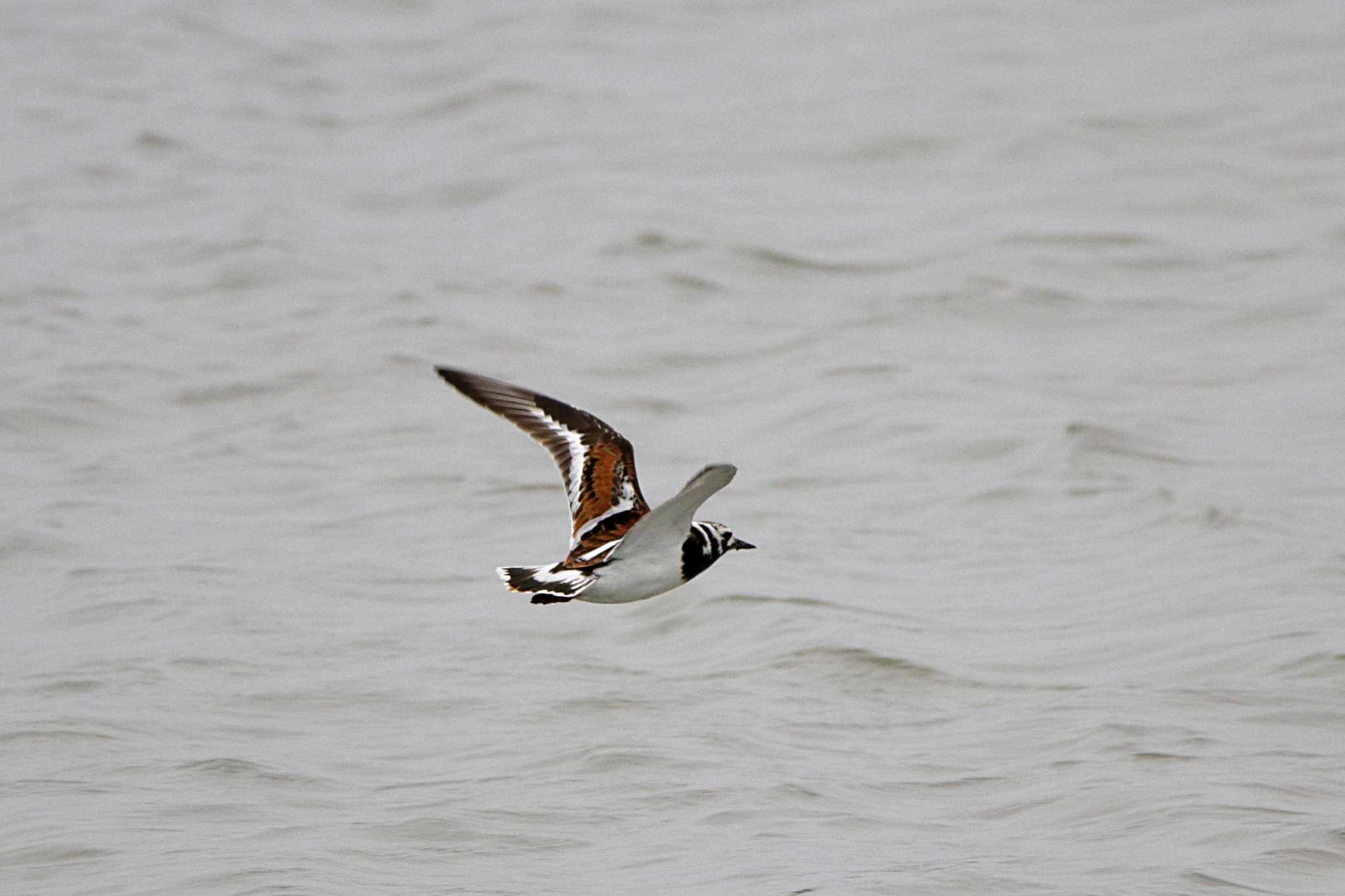 Ruddy Turnstone