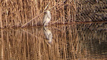 Grey Heron Shin-yokohama Park Wed, 12/29/2021