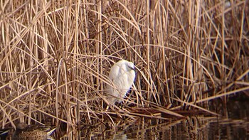 Little Egret Shin-yokohama Park Wed, 12/29/2021