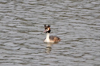 カンムリカイツブリ 葛西臨海公園 2017年5月16日(火)