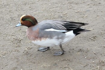 Sun, 12/26/2021 Birding report at 御宝田遊水池