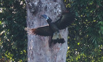 Bushy-crested Hornbill Khao Sok NP Fri, 2/22/2019