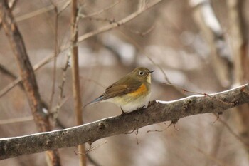 Red-flanked Bluetail 烏川渓谷緑地 Mon, 12/27/2021