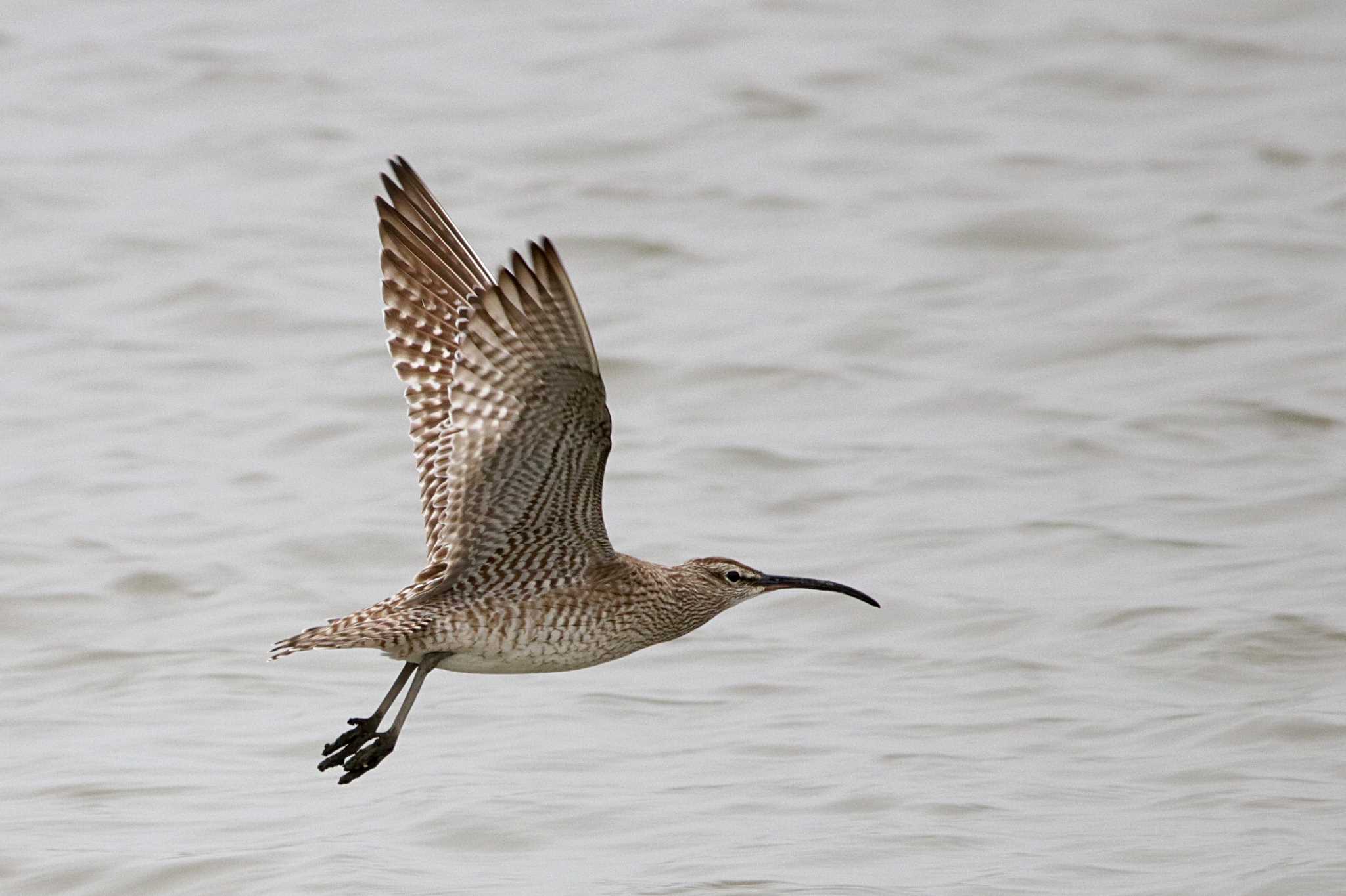 Eurasian Whimbrel