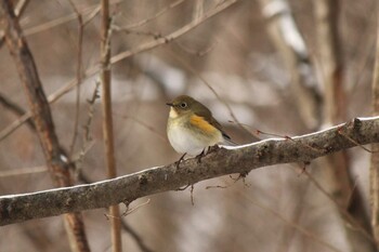 Red-flanked Bluetail 烏川渓谷緑地 Mon, 12/27/2021