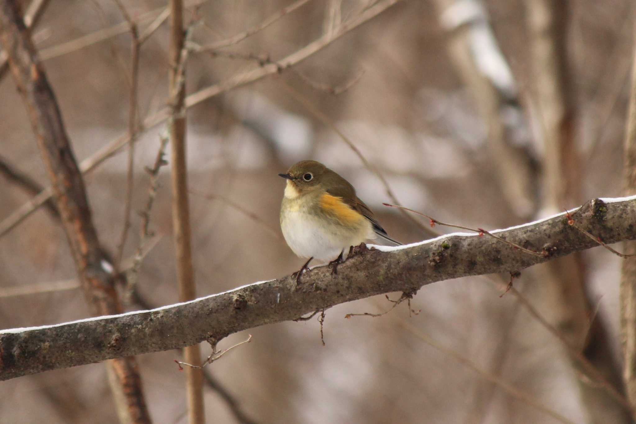 Red-flanked Bluetail