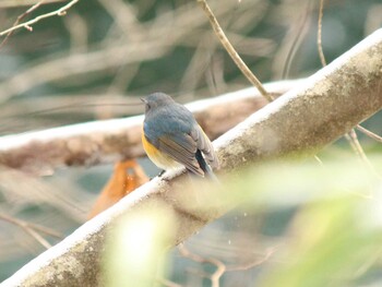 Red-flanked Bluetail 烏川渓谷緑地 Mon, 12/27/2021