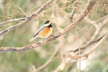 Varied Tit 烏川渓谷緑地 Mon, 12/27/2021