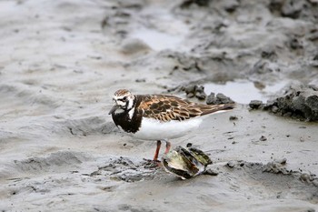 キョウジョシギ 葛西臨海公園 2017年5月16日(火)