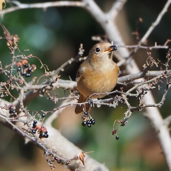 Daurian Redstart 都立公園 Wed, 12/29/2021