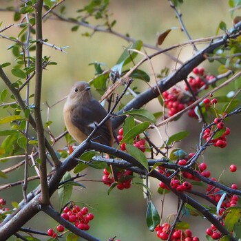 2021年12月29日(水) 都立公園の野鳥観察記録