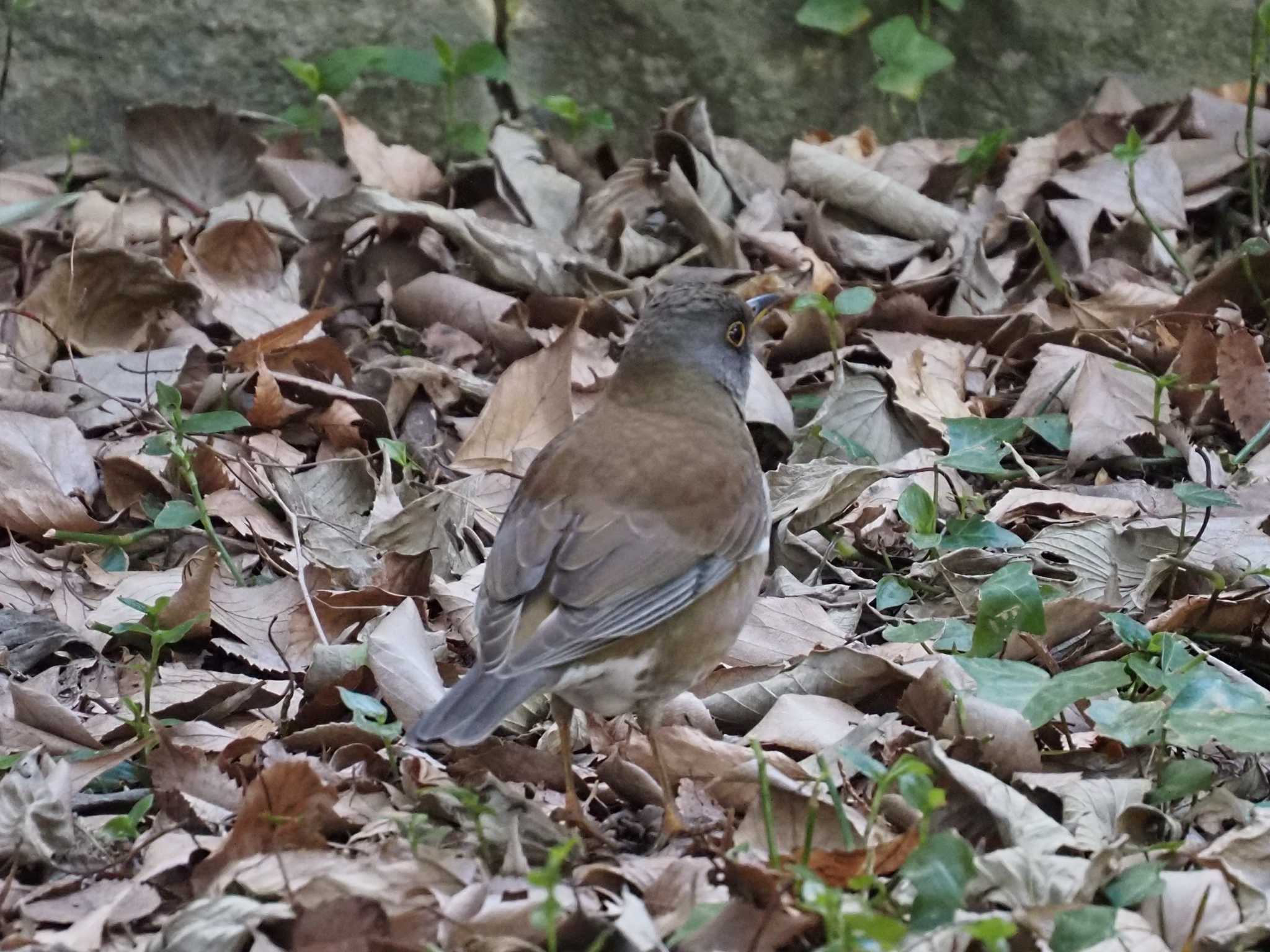 Photo of Pale Thrush at 井の頭恩賜公園 by さすらう葦