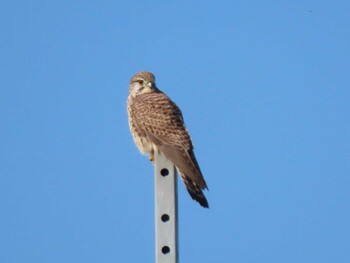 2021年12月25日(土) 群馬県館林市の野鳥観察記録