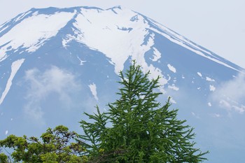 カッコウ 山梨県 2017年6月18日(日)