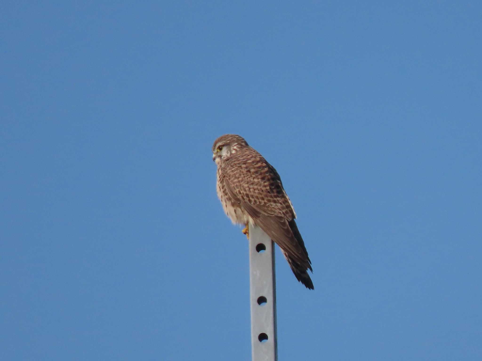 群馬県館林市 チョウゲンボウの写真 by のぐち