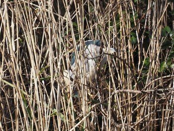 Black-crowned Night Heron 井の頭恩賜公園 Wed, 12/29/2021