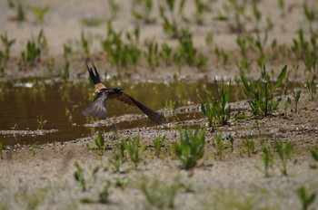 Red-rumped Swallow 長崎県NのT Sun, 5/14/2017