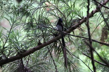 サンコウチョウ 場所が不明 2017年6月18日(日)