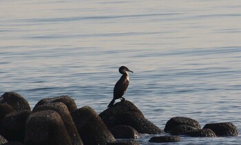 2021年12月29日(水) 葛西臨海公園の野鳥観察記録