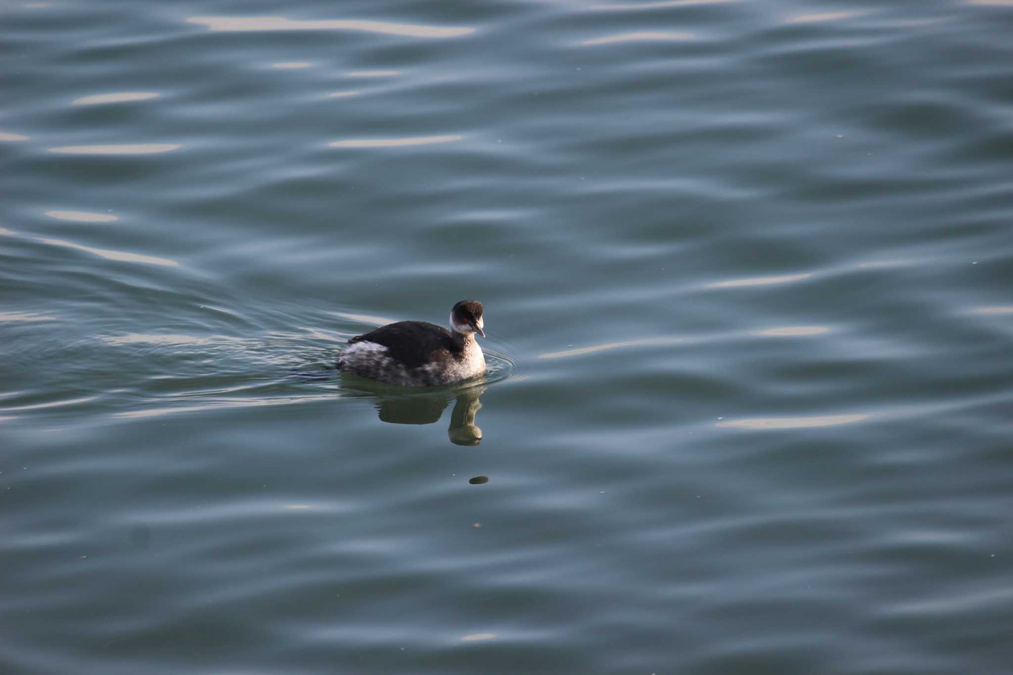 葛西臨海公園 ハジロカイツブリの写真 by MATIKEN