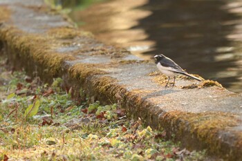 2021年12月18日(土) 富士養鱒場の野鳥観察記録