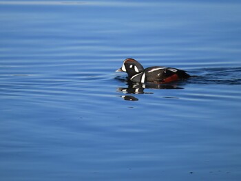 2021年12月29日(水) 霧多布湿原の野鳥観察記録