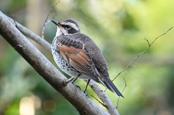 2021年12月29日(水) 生田緑地の野鳥観察記録