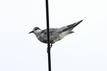 Whiskered Tern 黒島(八重山郡) Sat, 10/30/2021