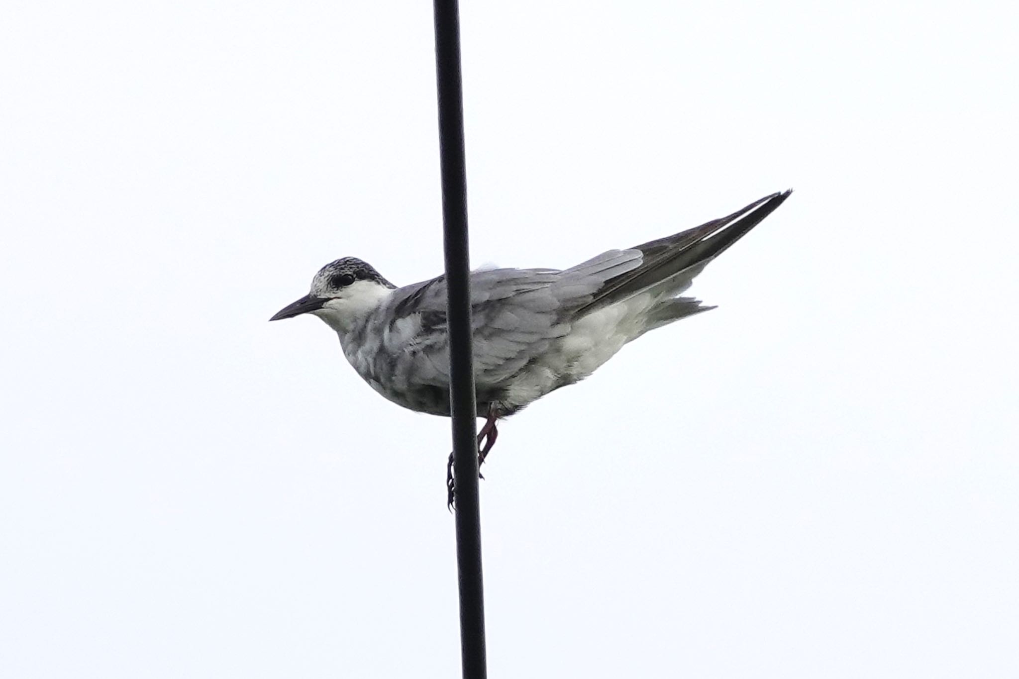 Whiskered Tern