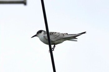 Whiskered Tern 黒島(八重山郡) Sat, 10/30/2021