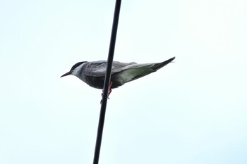 Whiskered Tern 黒島(八重山郡) Sat, 10/30/2021