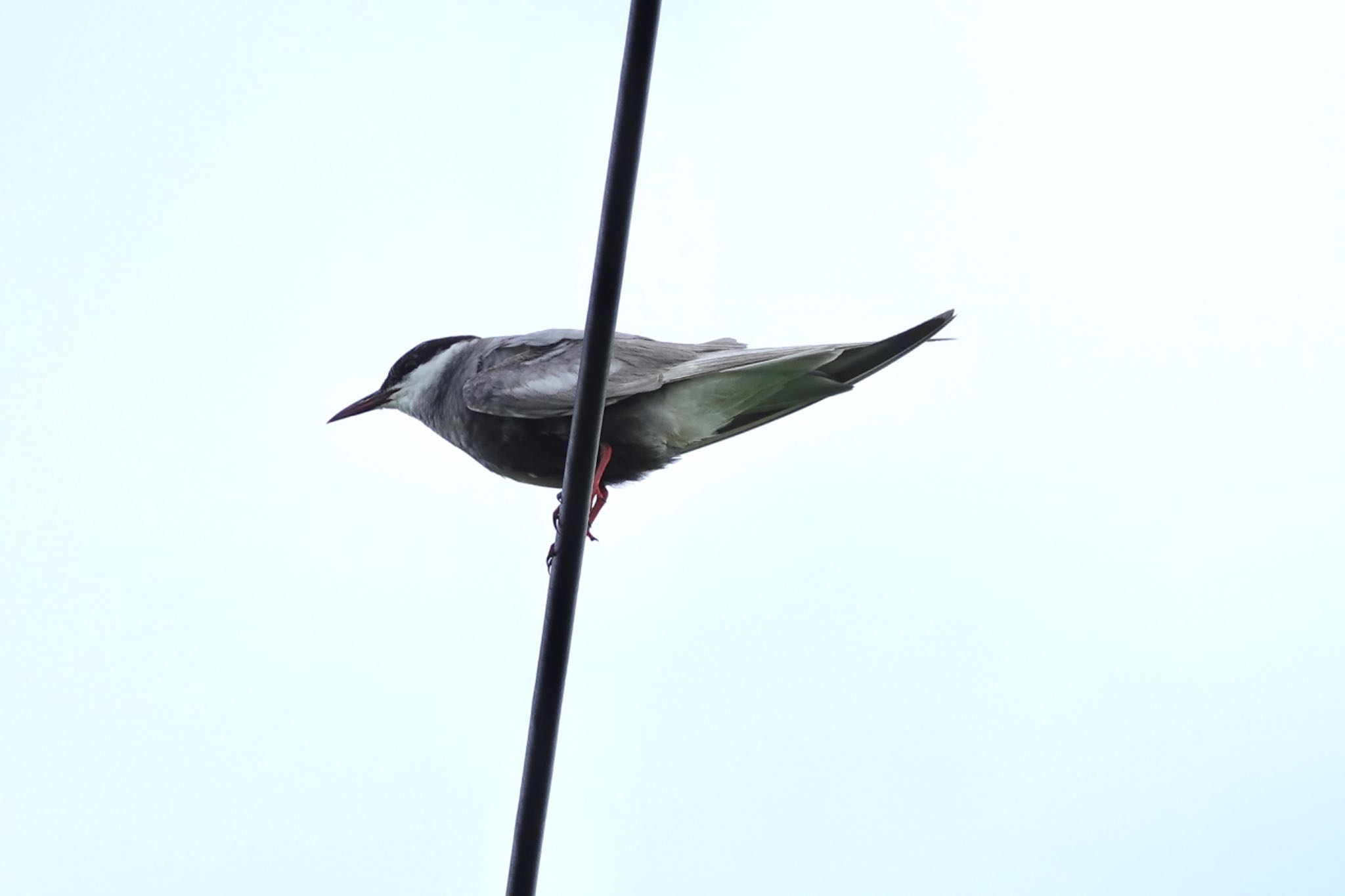 Whiskered Tern