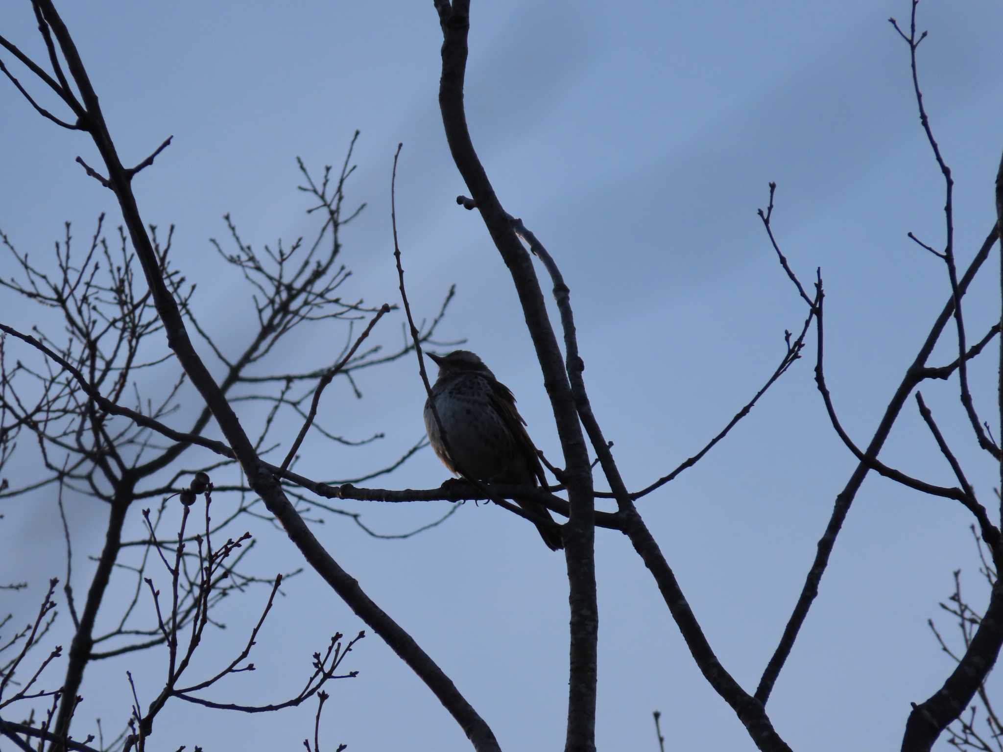 Photo of Dusky Thrush at 伊坂ダム by sword-fish8240