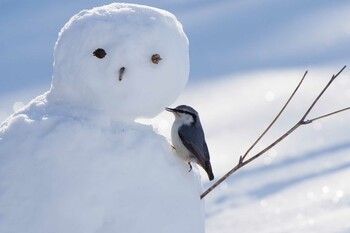 ゴジュウカラ 北海道 2021年12月29日(水)