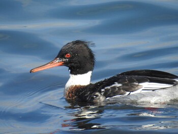 2021年12月29日(水) 日の出三番瀬沿い緑道の野鳥観察記録