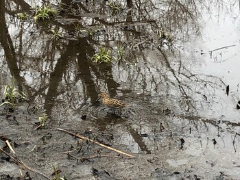 Common Snipe 北本自然公園 Fri, 1/15/2021