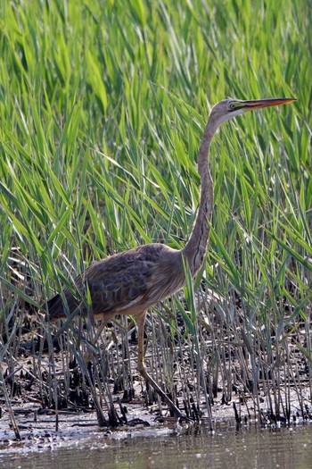 Purple Heron Kasai Rinkai Park Sun, 5/21/2017