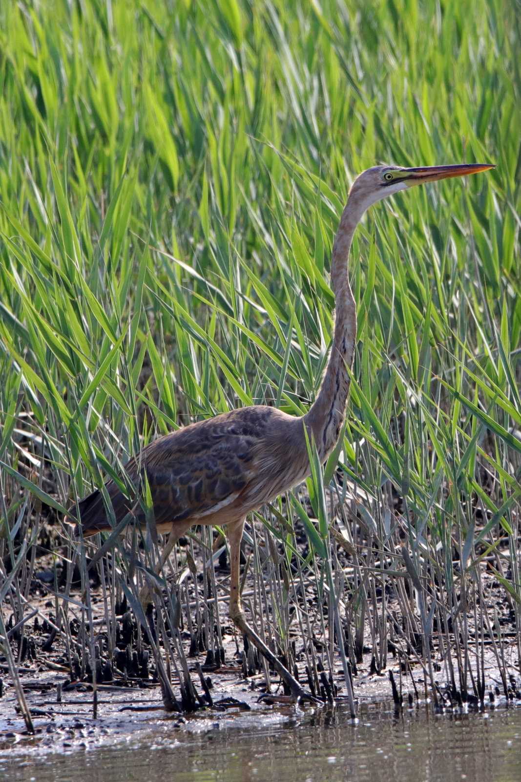 Purple Heron