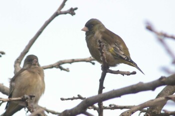 Grey-capped Greenfinch 知多市 4°59'55.9"N 136°53'18.7"E Tue, 12/28/2021