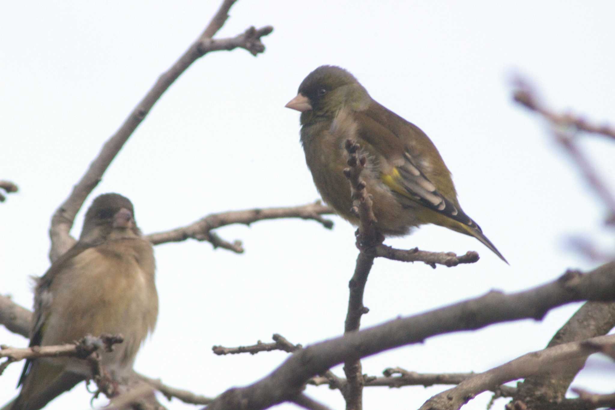 Grey-capped Greenfinch