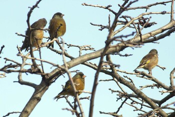 Grey-capped Greenfinch 知多市 4°59'55.9"N 136°53'18.7"E Tue, 12/28/2021