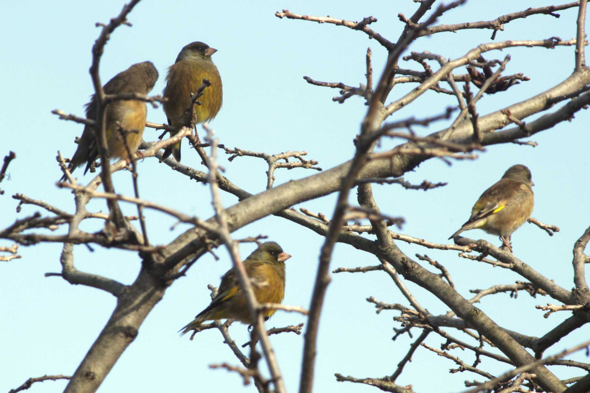 Grey-capped Greenfinch