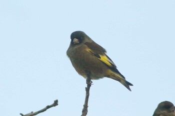 Grey-capped Greenfinch 知多市 4°59'55.9"N 136°53'18.7"E Tue, 12/28/2021