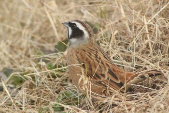 Meadow Bunting 知多市 4°59'55.9"N 136°53'18.7"E Tue, 12/28/2021