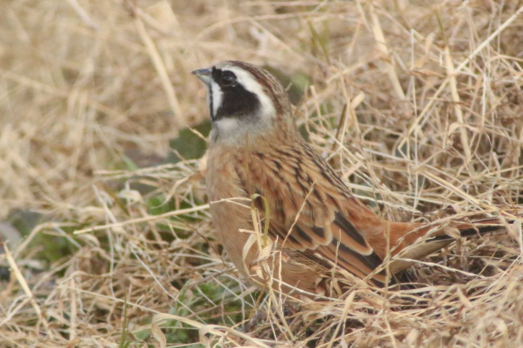 Photo of Meadow Bunting at 知多市 4°59'55.9"N 136°53'18.7"E by 佐藤 好生