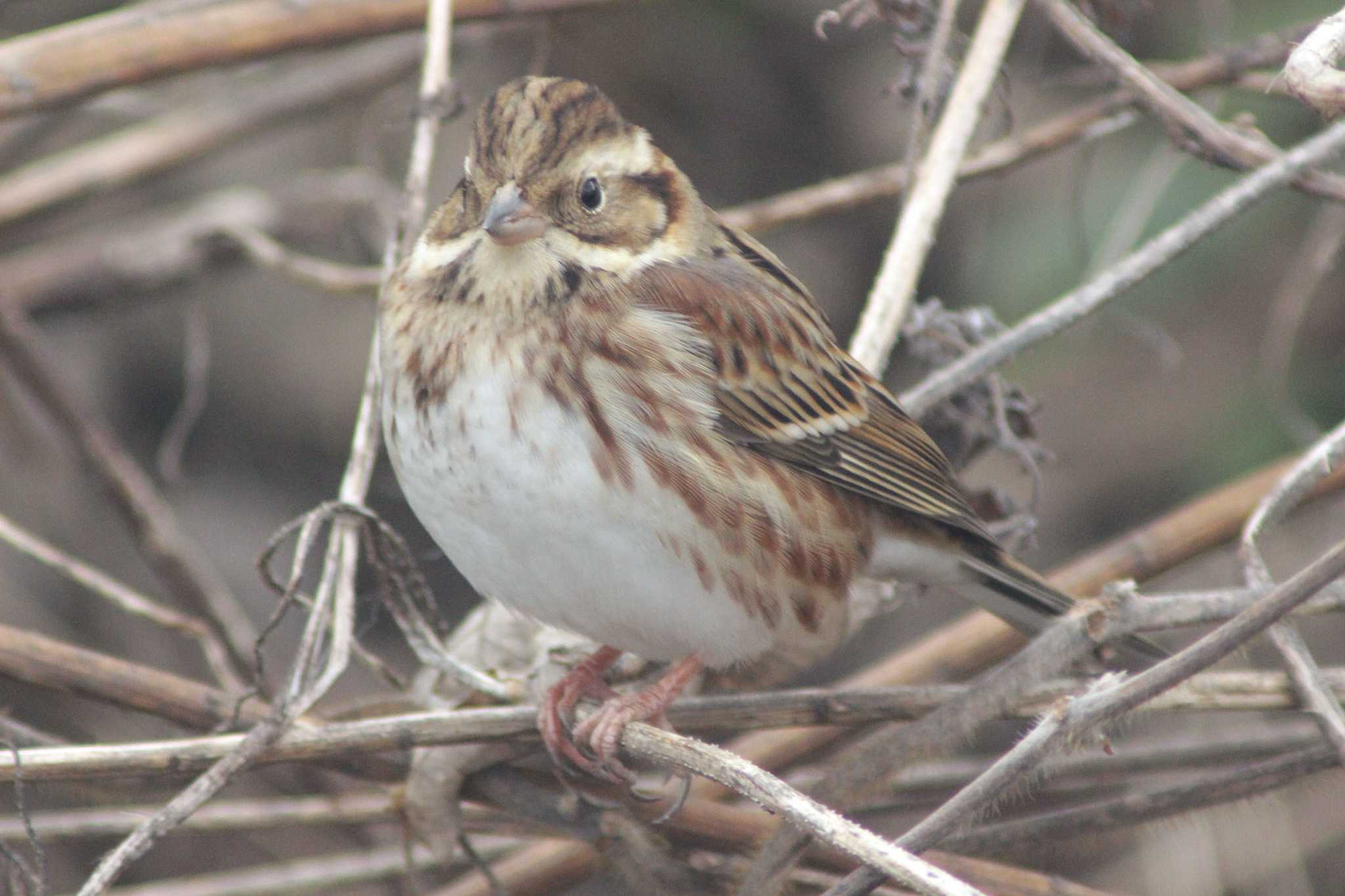 Rustic Bunting