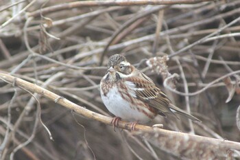 Rustic Bunting 知多市 4°59'55.9"N 136°53'18.7"E Tue, 12/28/2021