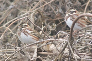 Rustic Bunting 知多市 4°59'55.9"N 136°53'18.7"E Tue, 12/28/2021