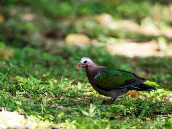 Common Emerald Dove 沖縄県宮古島市 Thu, 6/27/2013