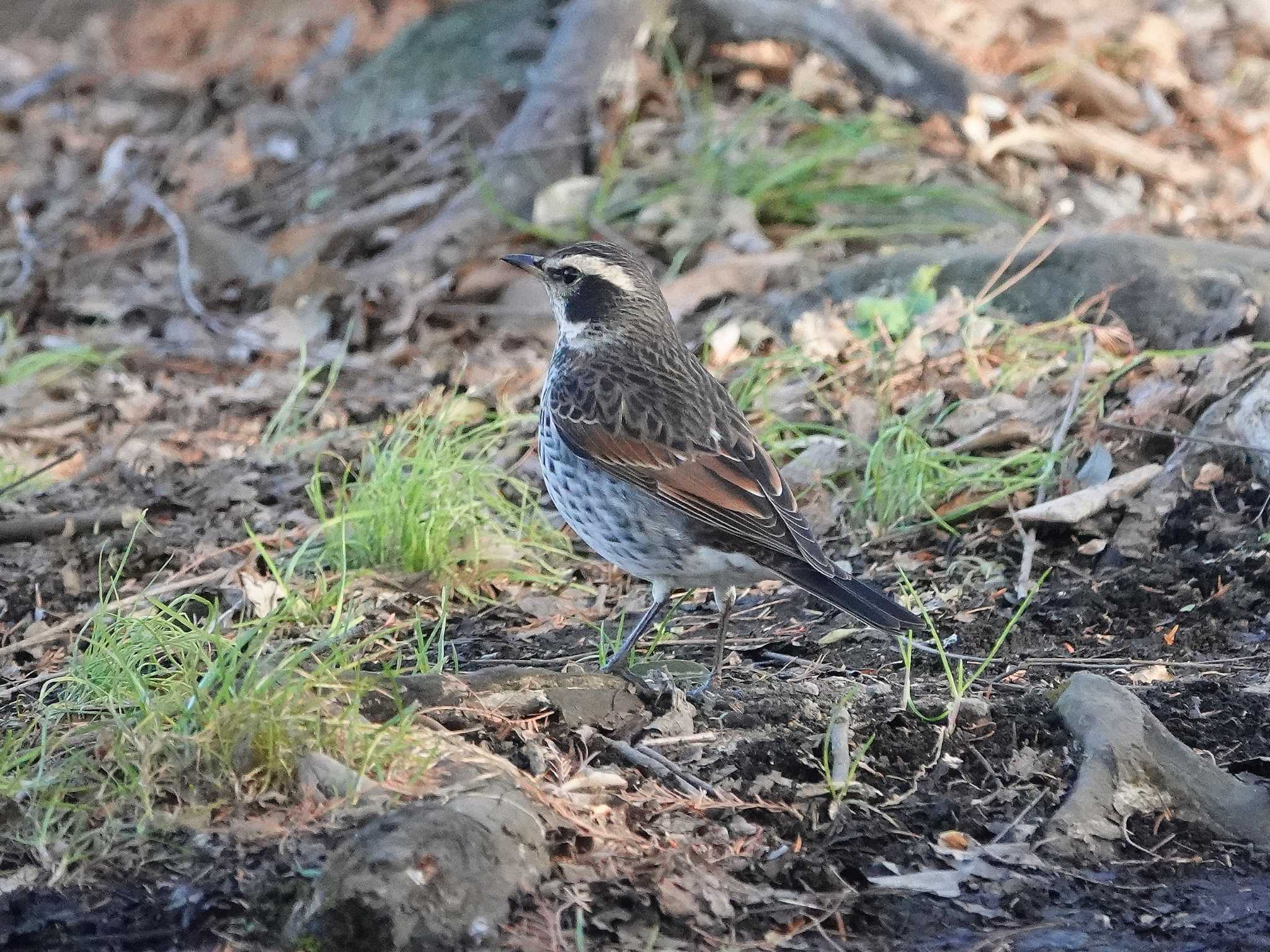 Photo of Dusky Thrush at 見沼自然公園 by dalidalida